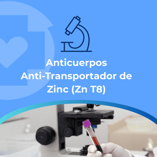 Anticuerpos Anti–Transportador de Zinc (ZnT8)